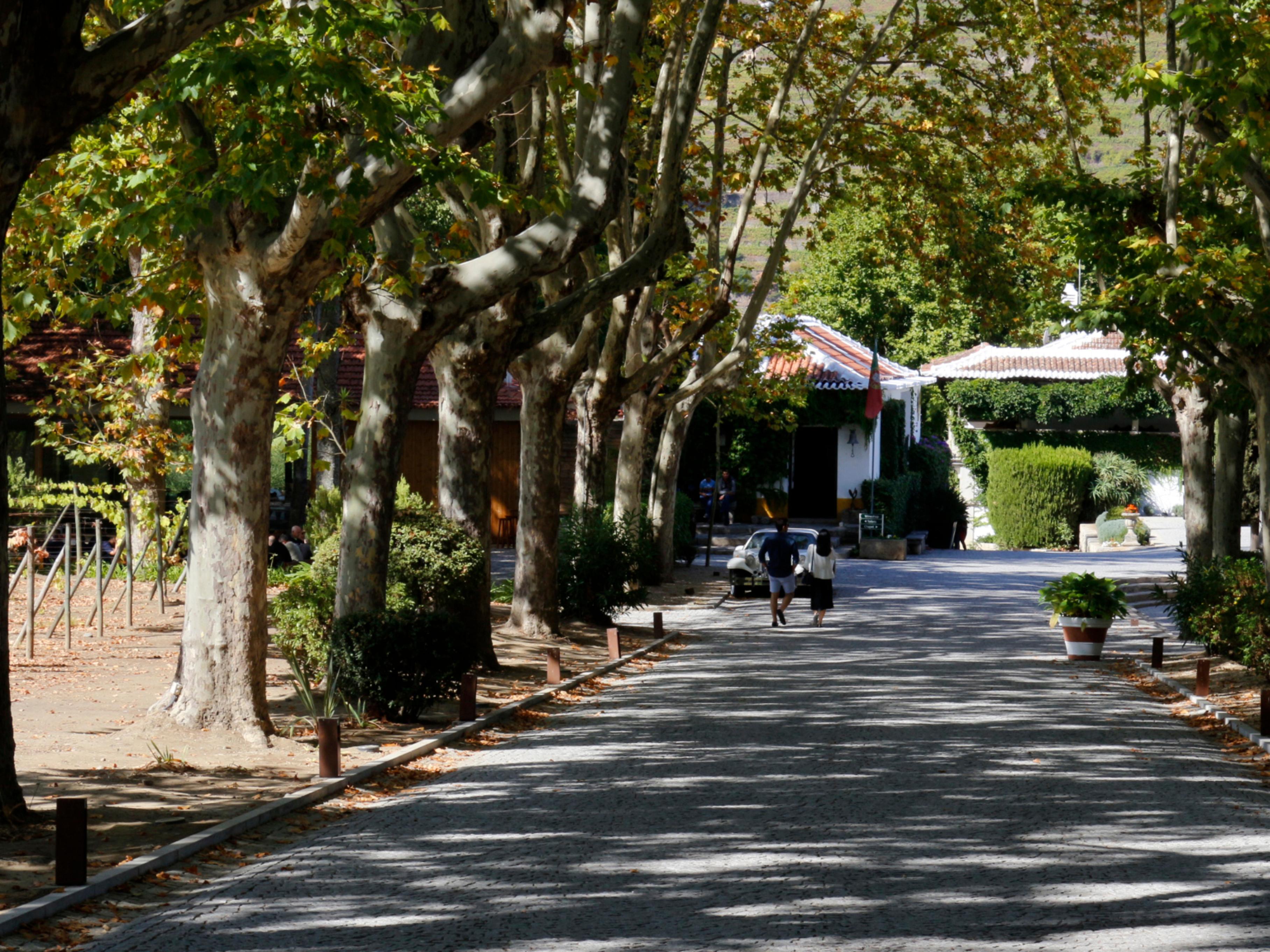 The Wine House Hotel - Quinta Da Pacheca Lamego Eksteriør bilde